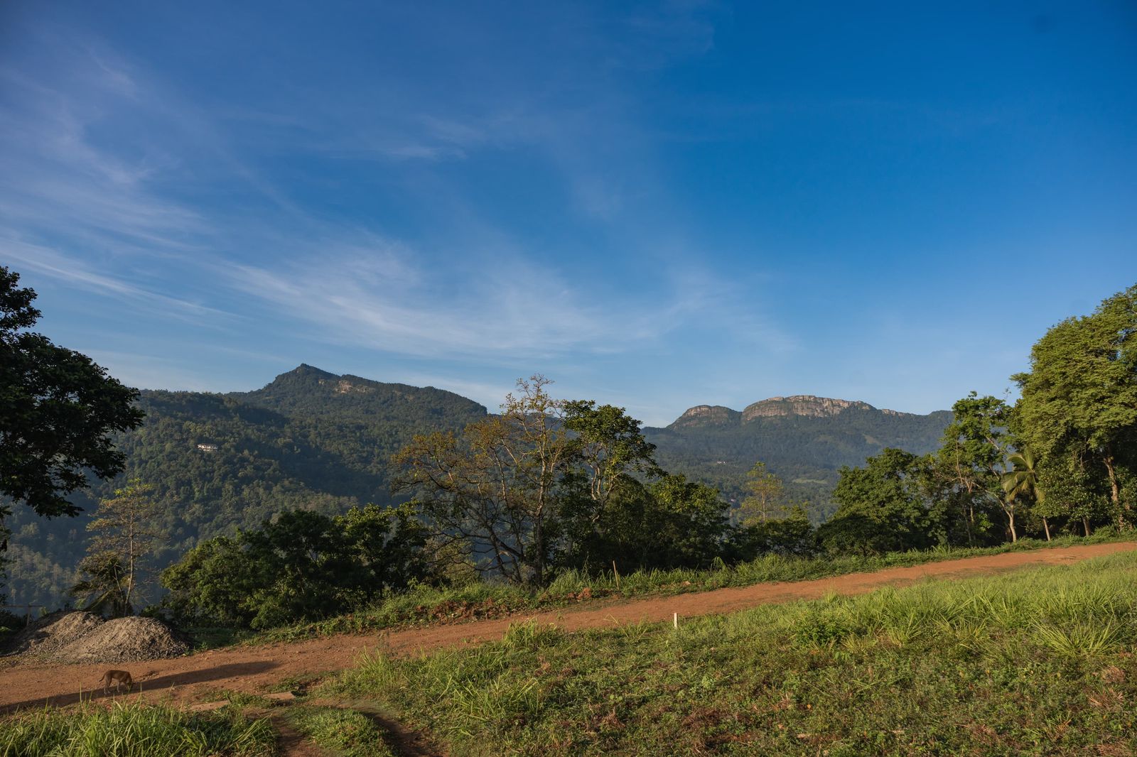 Green landscape